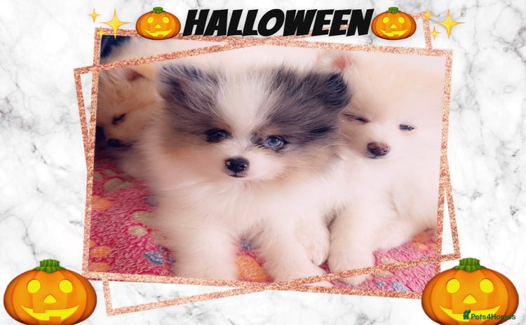Pomeranian dogs in London - Advert 1