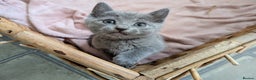 Russian Blue cats for sale: TICA Registered kittens  - Advert 11