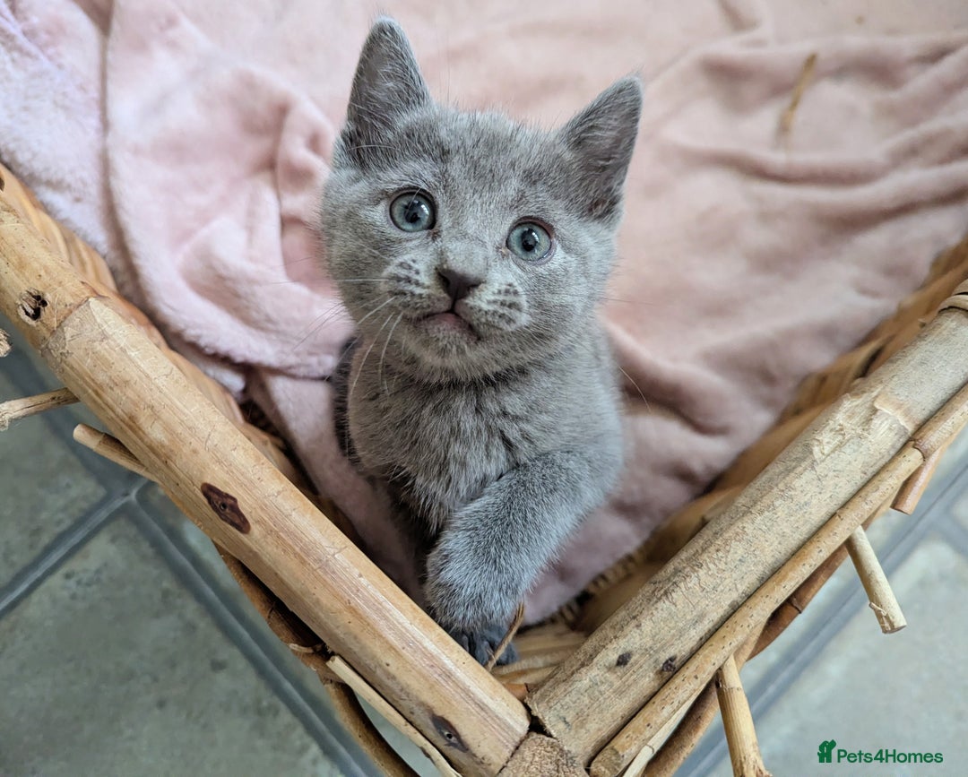 Russian Blue cats for sale: TICA Registered kittens  - Advert 11
