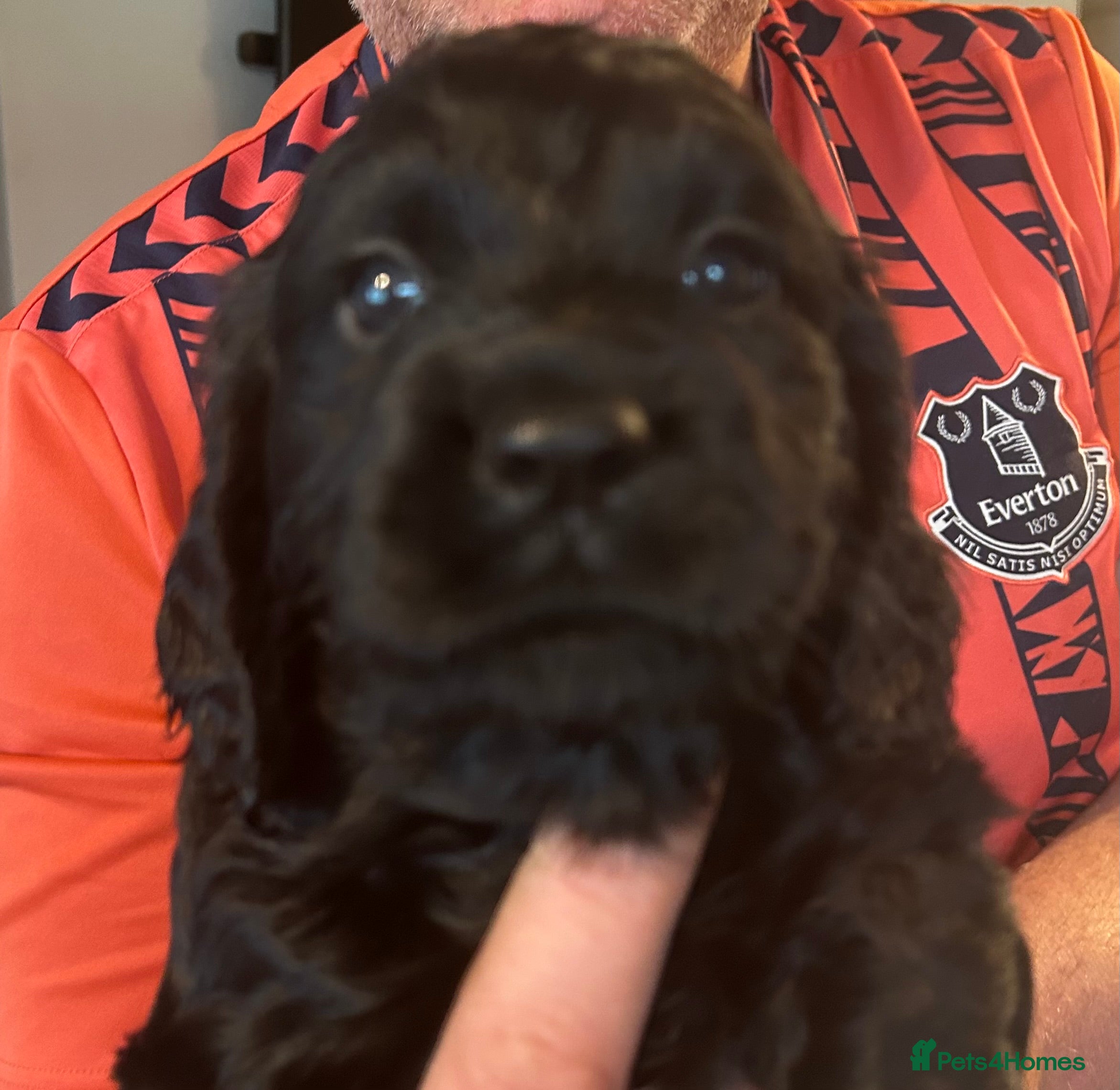 Sprocker dogs Beautiful litter of Sprocker spaniels  - Advert 2