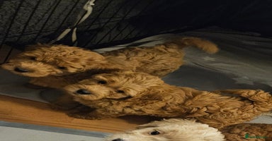 Mini Goldendoodle dogs - Advert 1