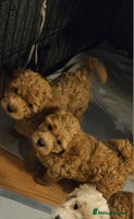 Mini Goldendoodle dogs - Advert 1