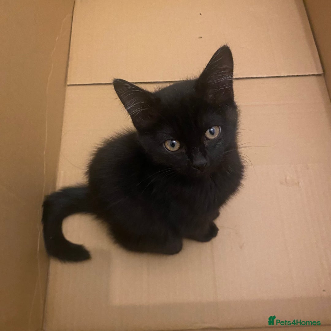 Himalayan cats for sale: Gorgeous Last kitten Girl 🩷 found home ‼️‼️ - Image 32
