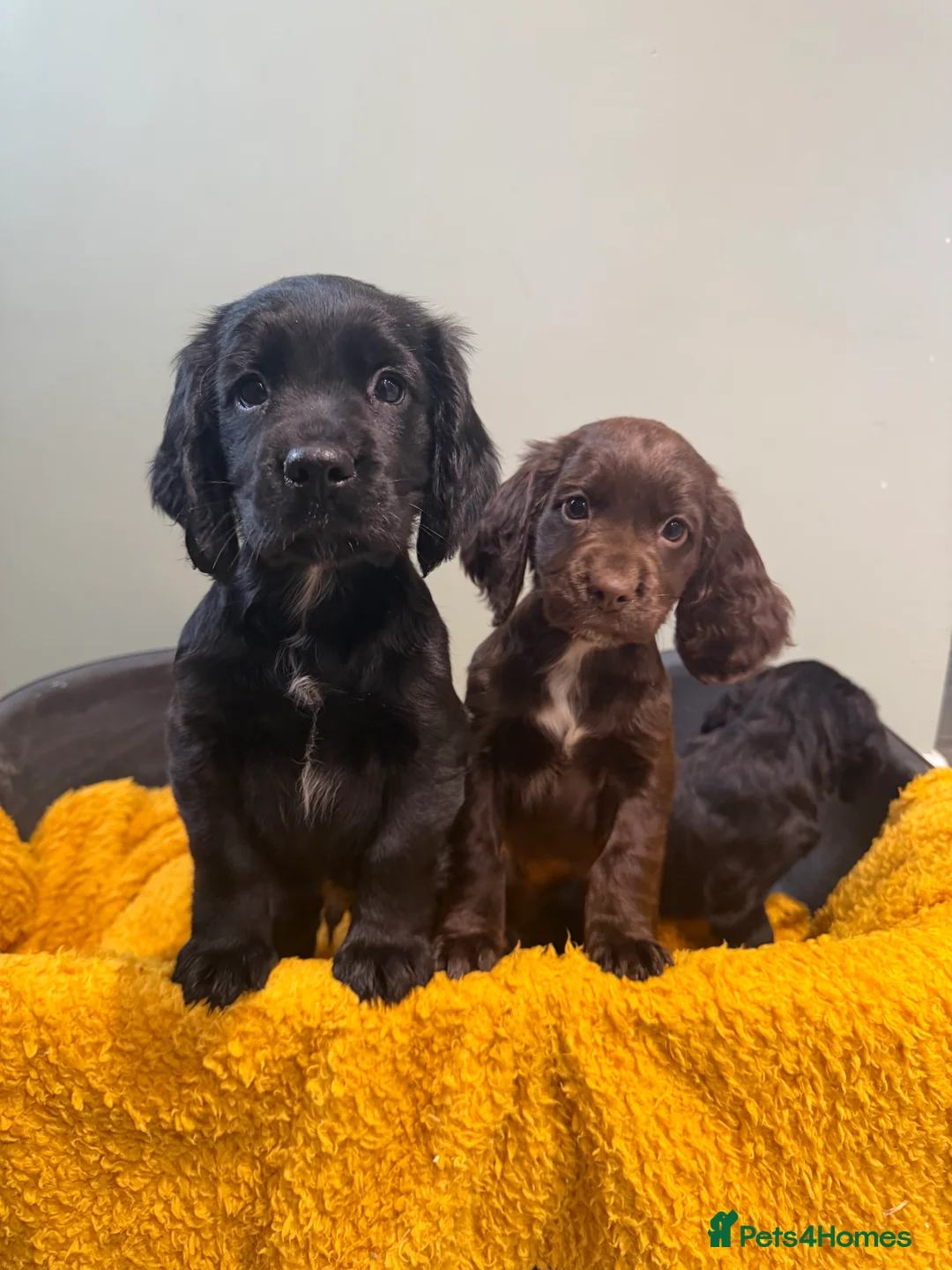 Sprocker dogs for sale: Stunning Sprocker puppies Cocker/Springer  - Advert 8