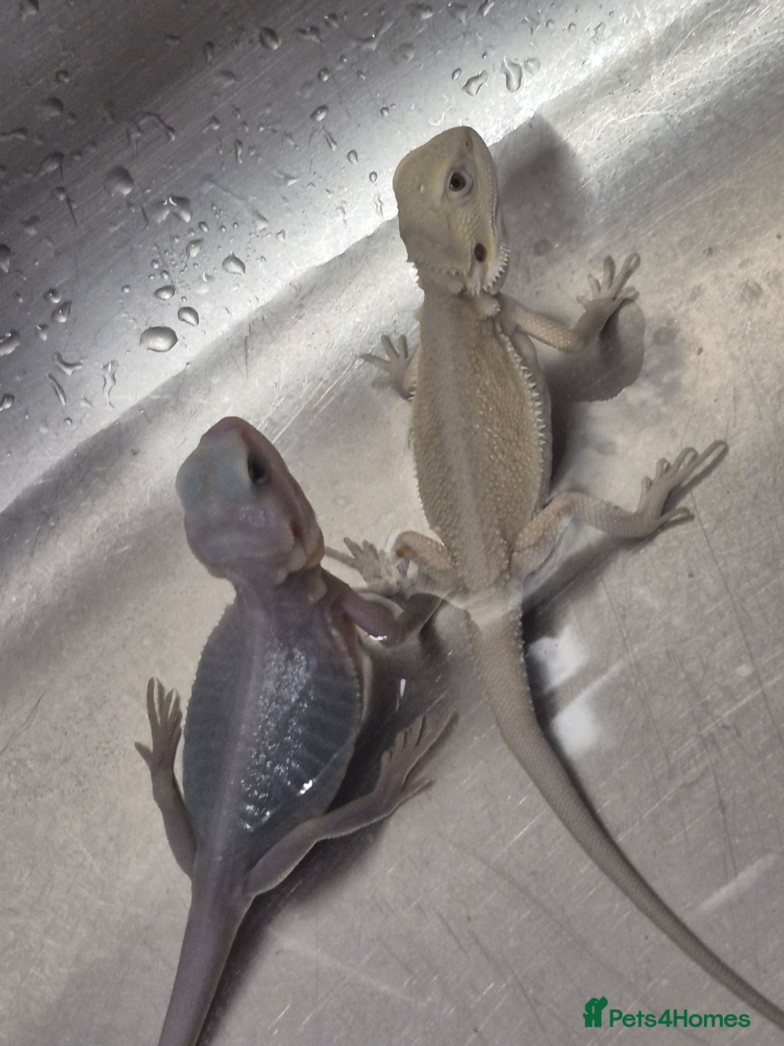 Bearded Dragon reptiles Baby bearded dragons  - Advert 2