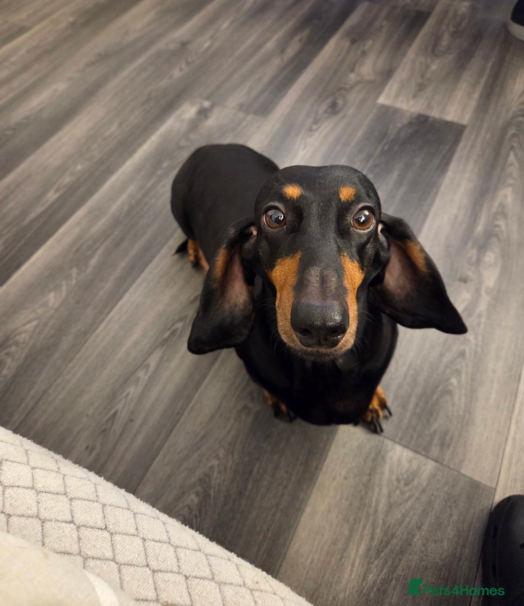 Dachshund dogs for sale: Kc Standard  dachshund - Advert 4