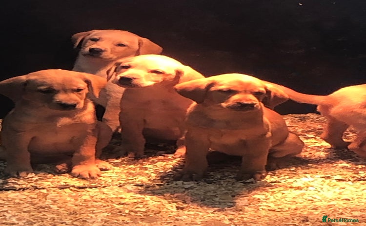 Labrador Retriever dogs - Advert 4