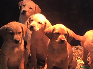 Labrador Retriever dogs - Advert 15