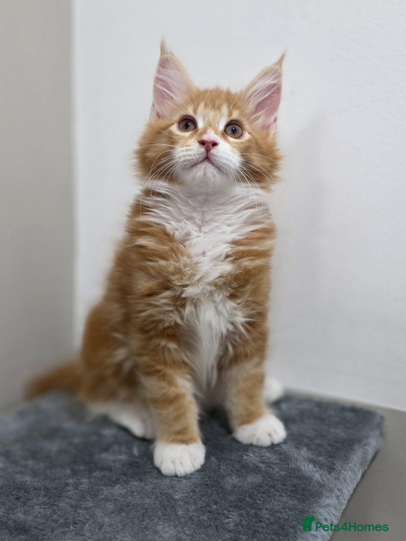 Maine Coon cats  Russian pedigree maine coon boys - Advert 7