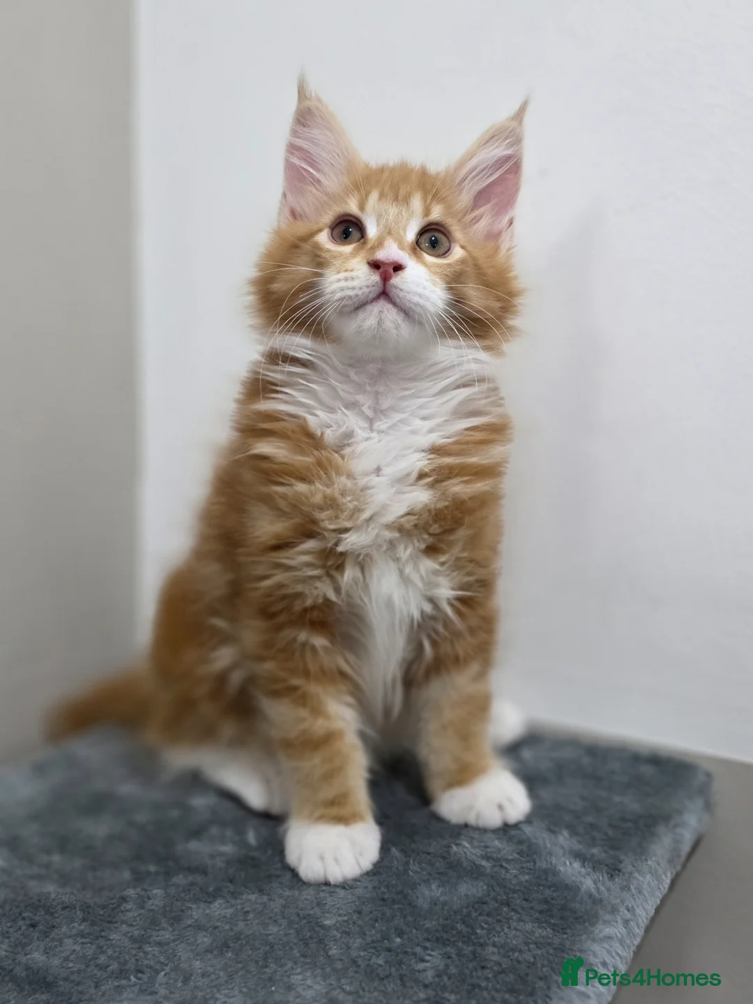 Maine Coon cats for sale:  Russian pedigree maine coon boys - Advert 1