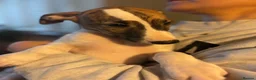 Whippet dogs for sale: KC registered Whippets health tested parents - Advert 10