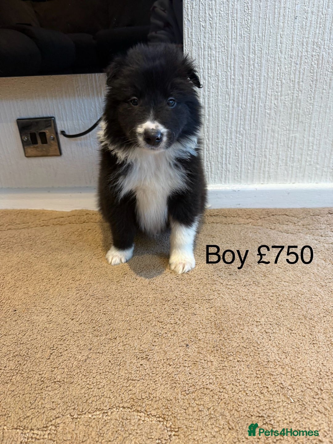 Mixed Breed dogs for sale: Stunning rough collie x border collie puppies  - Advert 5