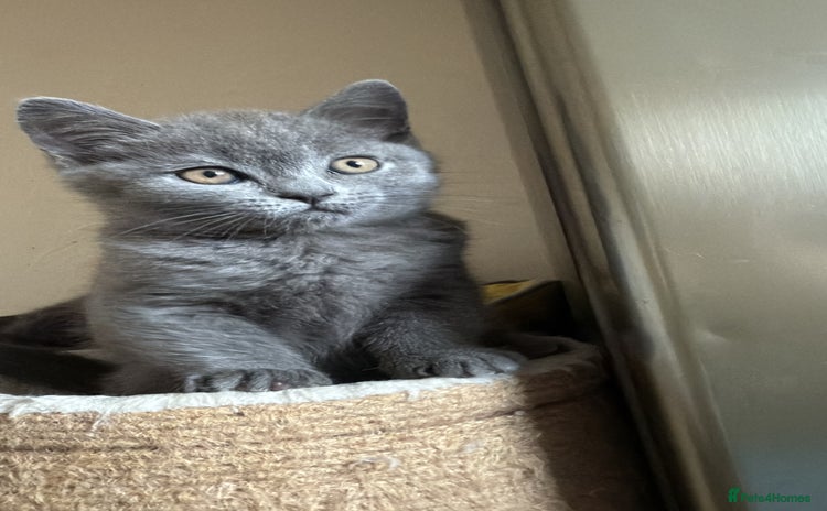 Scottish Fold cats - Advert 11