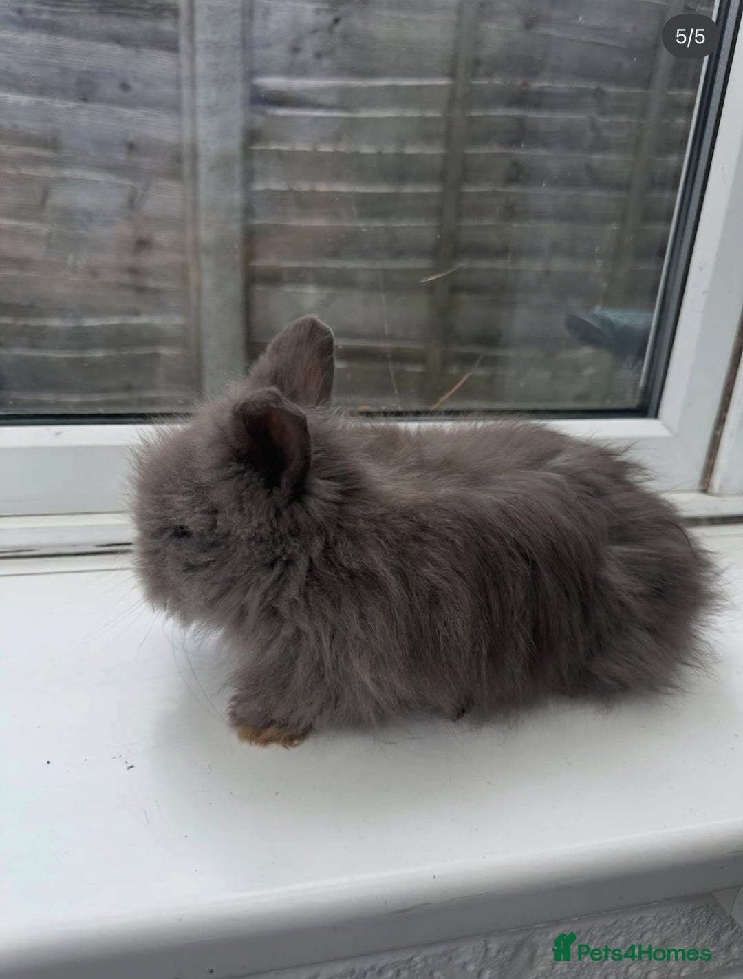 Dwarf Lop rabbits for sale: Storm- 8 week old boy - colour blue  - Advert 2