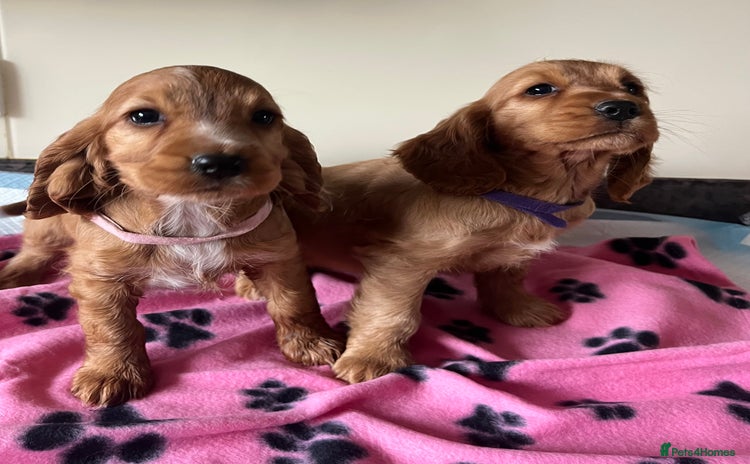 Cocker Spaniel dogs - Advert 3