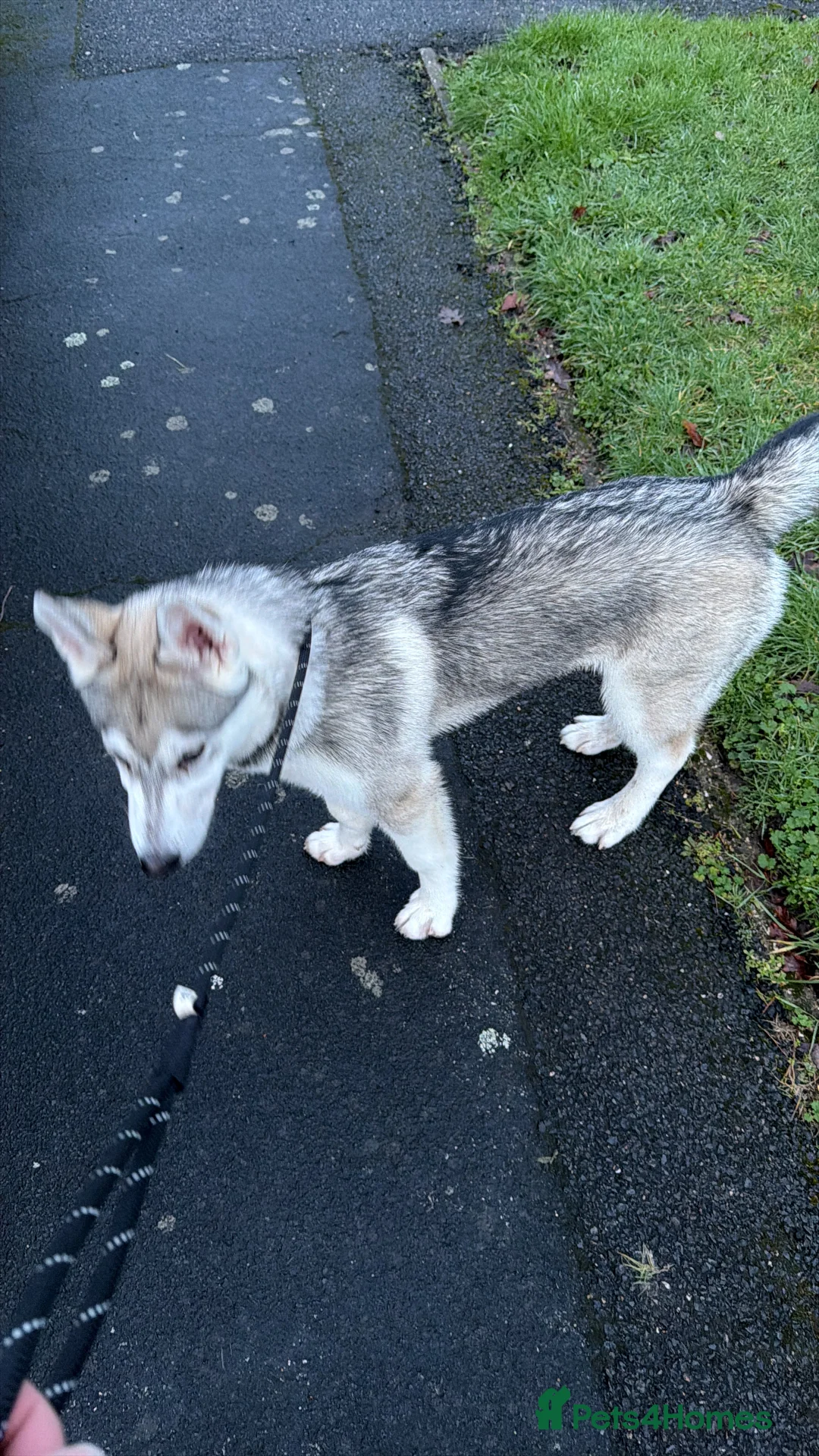 Utonagan dogs for sale: 5 month Alaskan Malamute X Siberian Husky - Advert 4