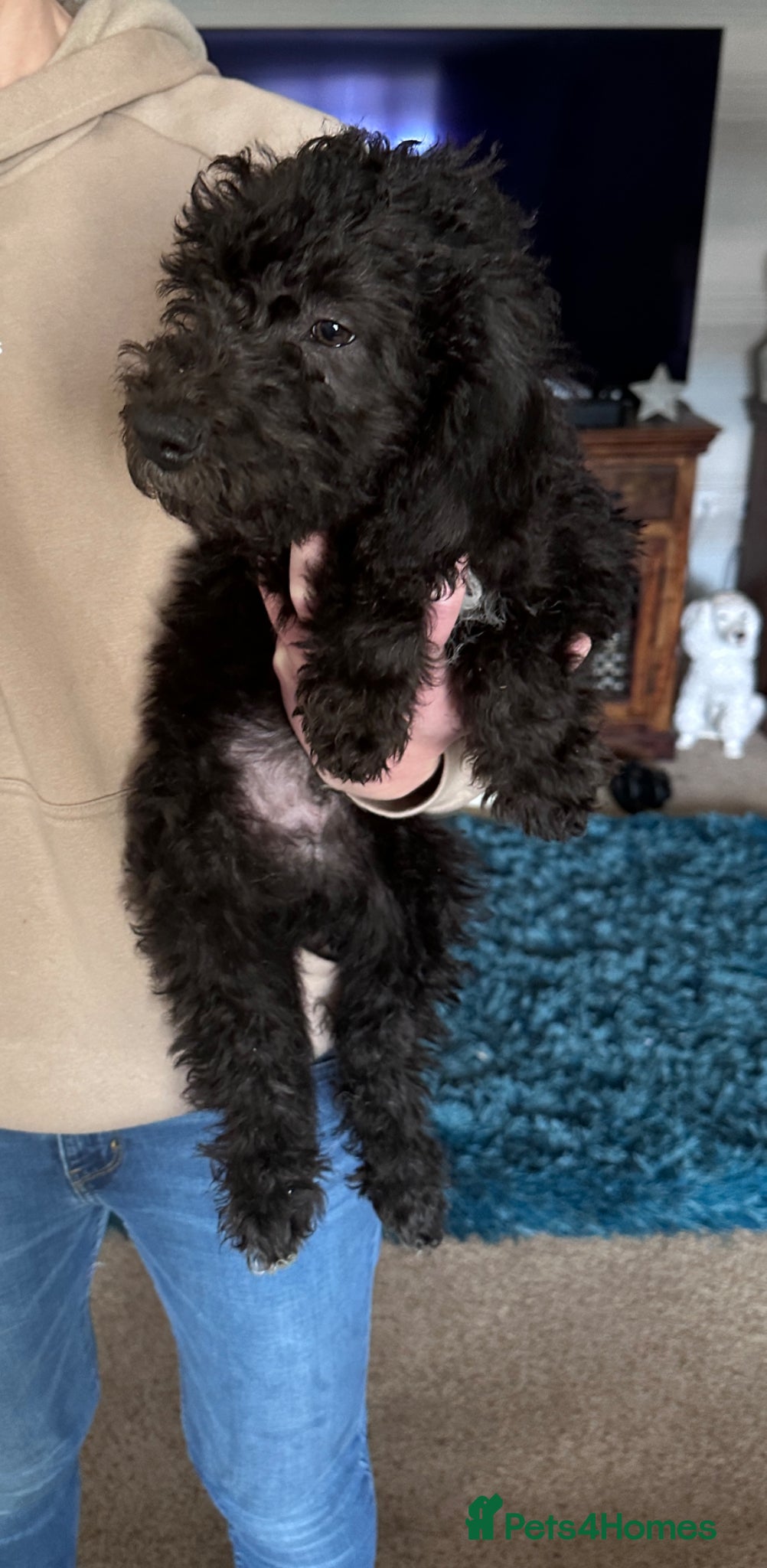 Bedlington Terrier dogs Exceptional KC Registered Bedlington Terrier puppy - Advert 2