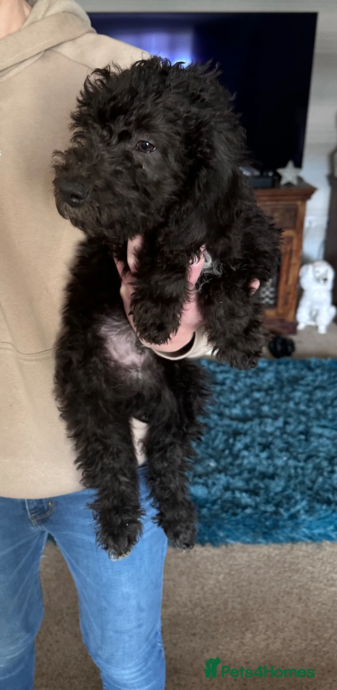 Bedlington Terrier dogs for sale: Exceptional KC Registered Bedlington Terrier puppy - Advert 2