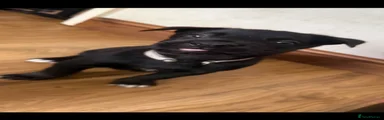 Belgian Shepherd Dog 6