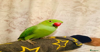 Ringnecks birds - Advert 6