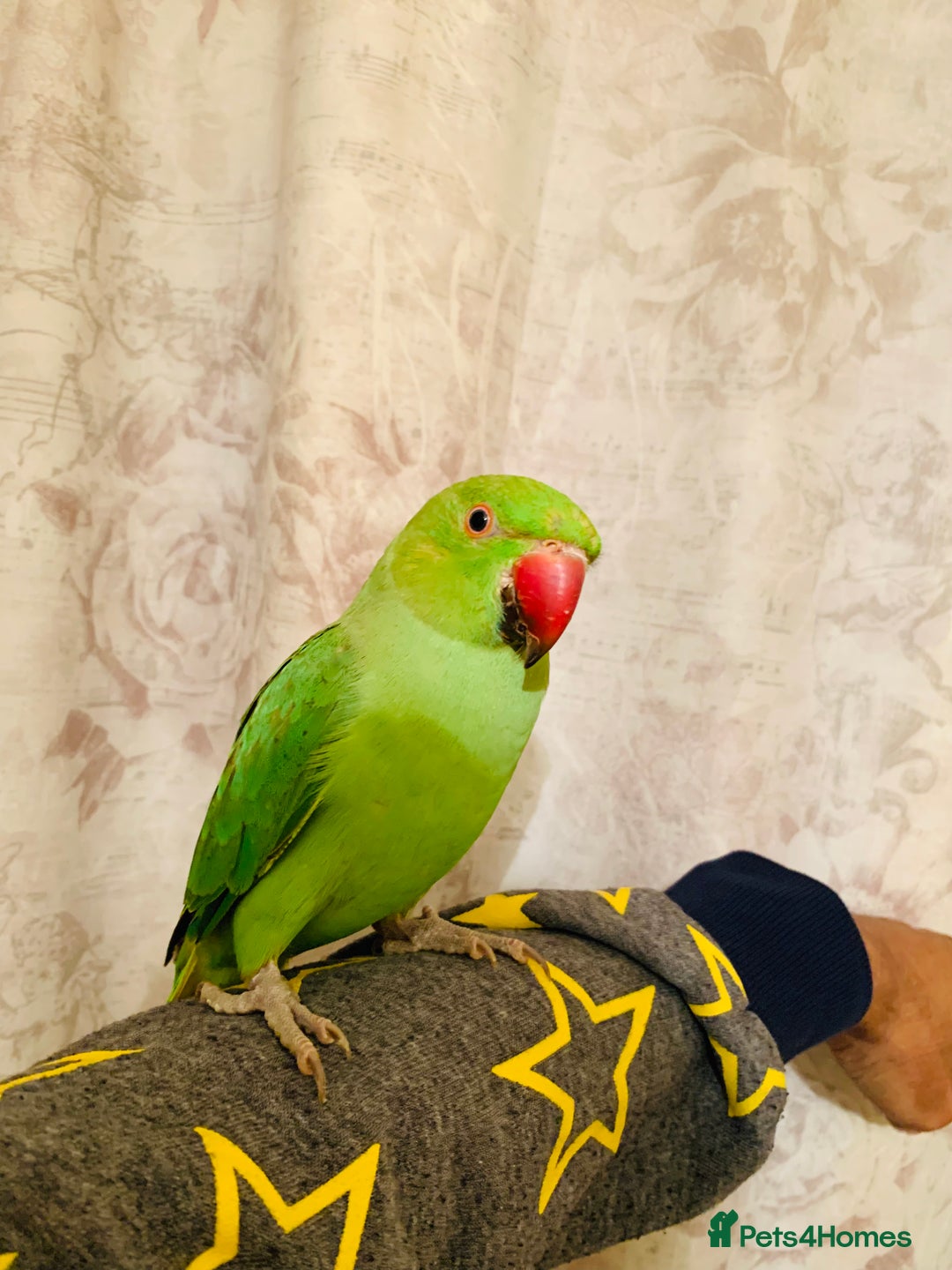 Ringnecks birds for sale: Hand Tamed/Untamed Gorgeous Ringneck for sale - Image 3