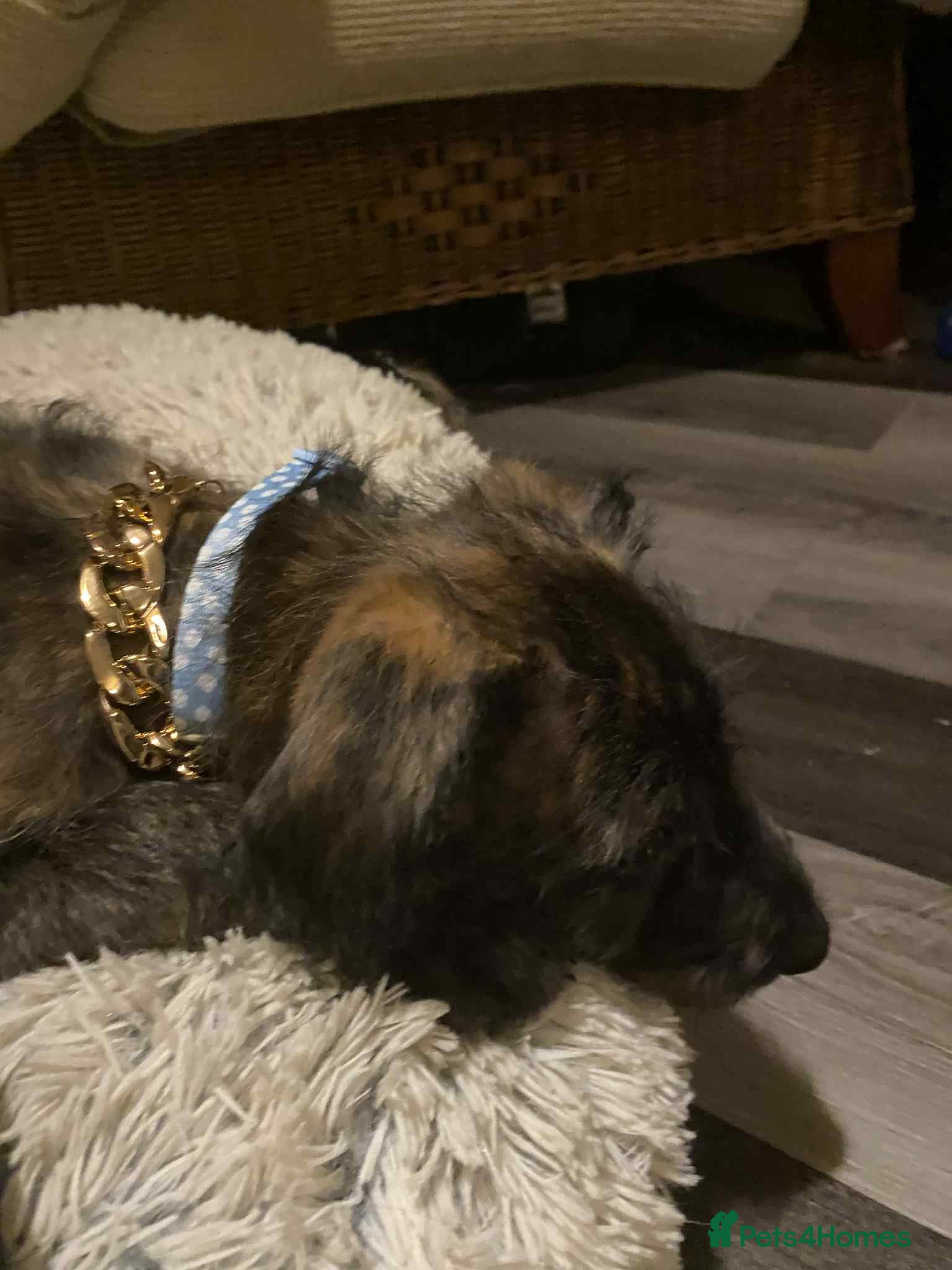 Lurcher dogs lovely male pups - Advert 1