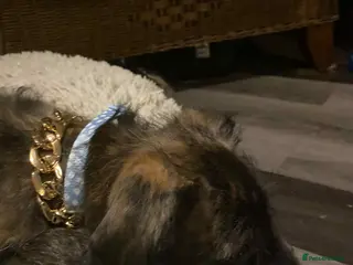 Lurcher dogs lovely male pups - Advert 3