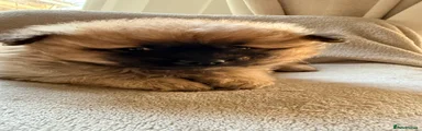Pomeranian 3