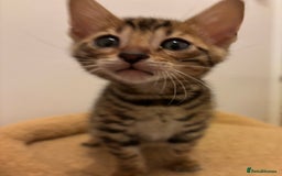Bengal cats for sale: Snow and Brown boy TICA bengal kittens  - Image 30