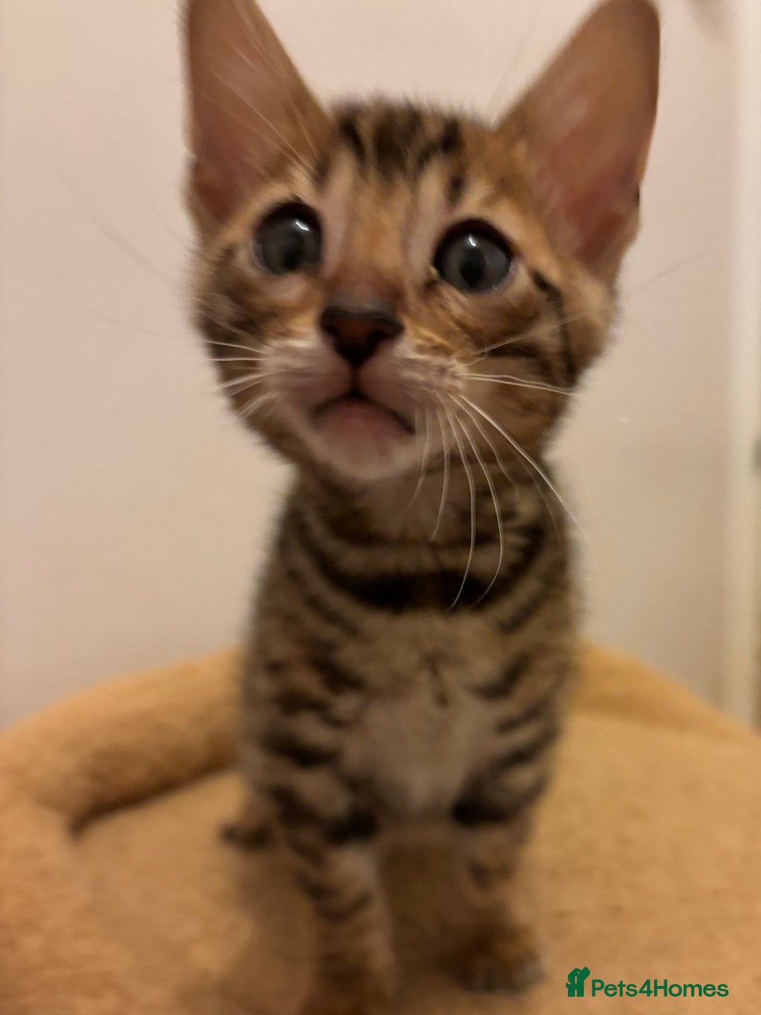 Bengal cats for sale: Snow and Brown boy TICA bengal kittens  - Image 30