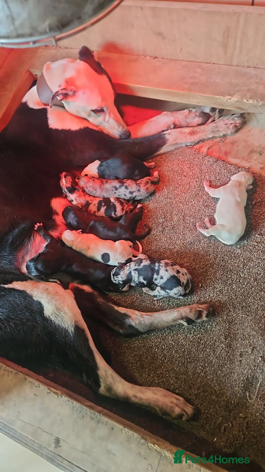 Lurcher dogs for sale: Lurcher pups male white black spots  - Advert 7