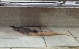 Mixed Breed cats for sale: 2 kittens need a loving home - Image 7