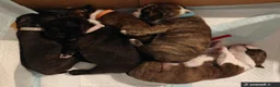 Mixed Breed dogs for sale: Boston Cross Pups Looking for Their Forever Home - Advert 8