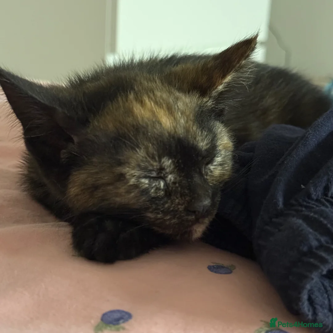 Mixed Breed cats for sale: One little girl left - Advert 1