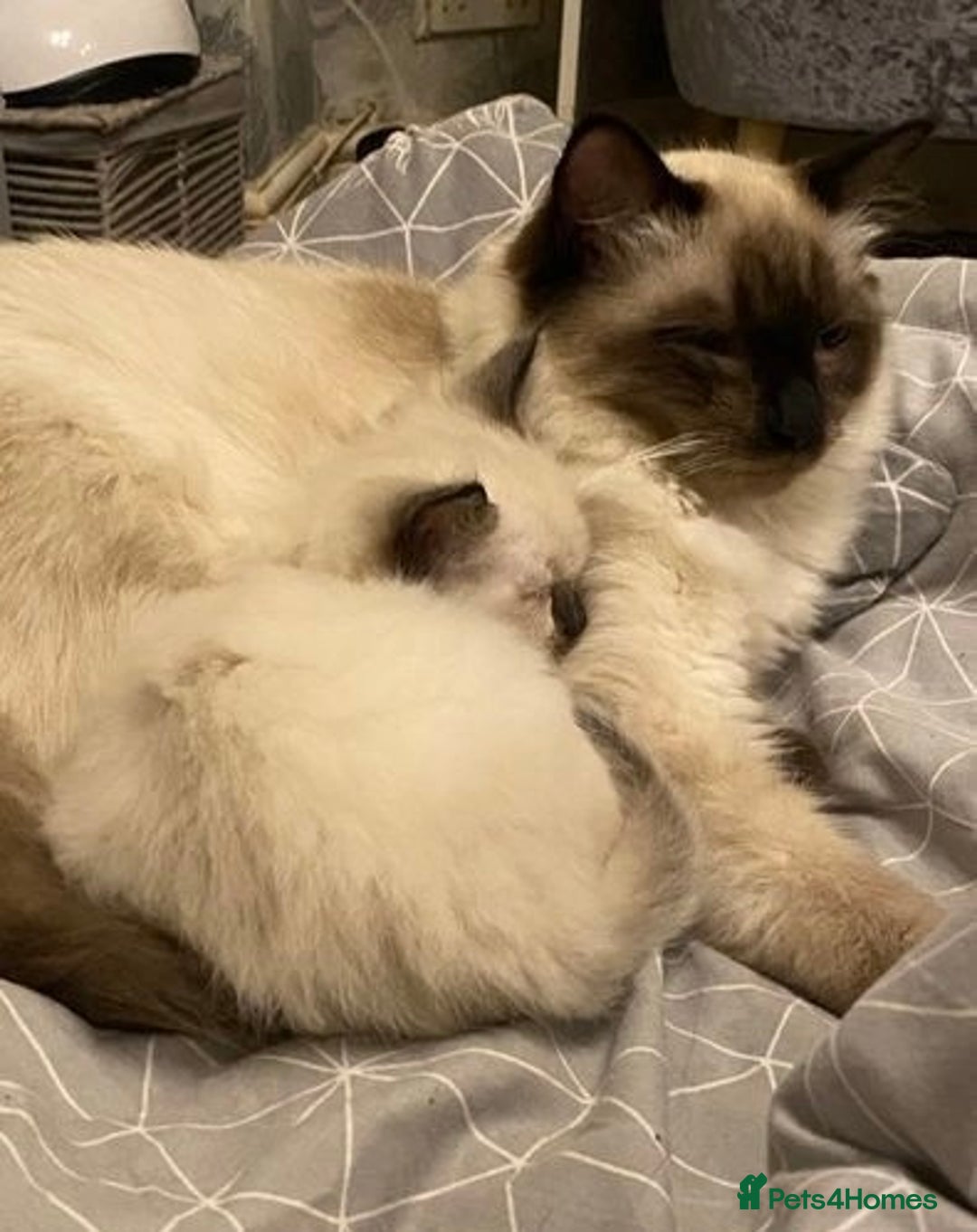 Ragdoll cats for sale: 🤍 Pure Ragdoll Kittens 🤍 - Advert 6
