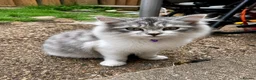 Mixed Breed cats for sale: Ragdoll Cross kittens  - Advert 2