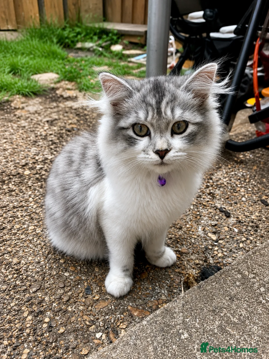 Mixed Breed cats for sale: Ragdoll Cross kittens  - Advert 2