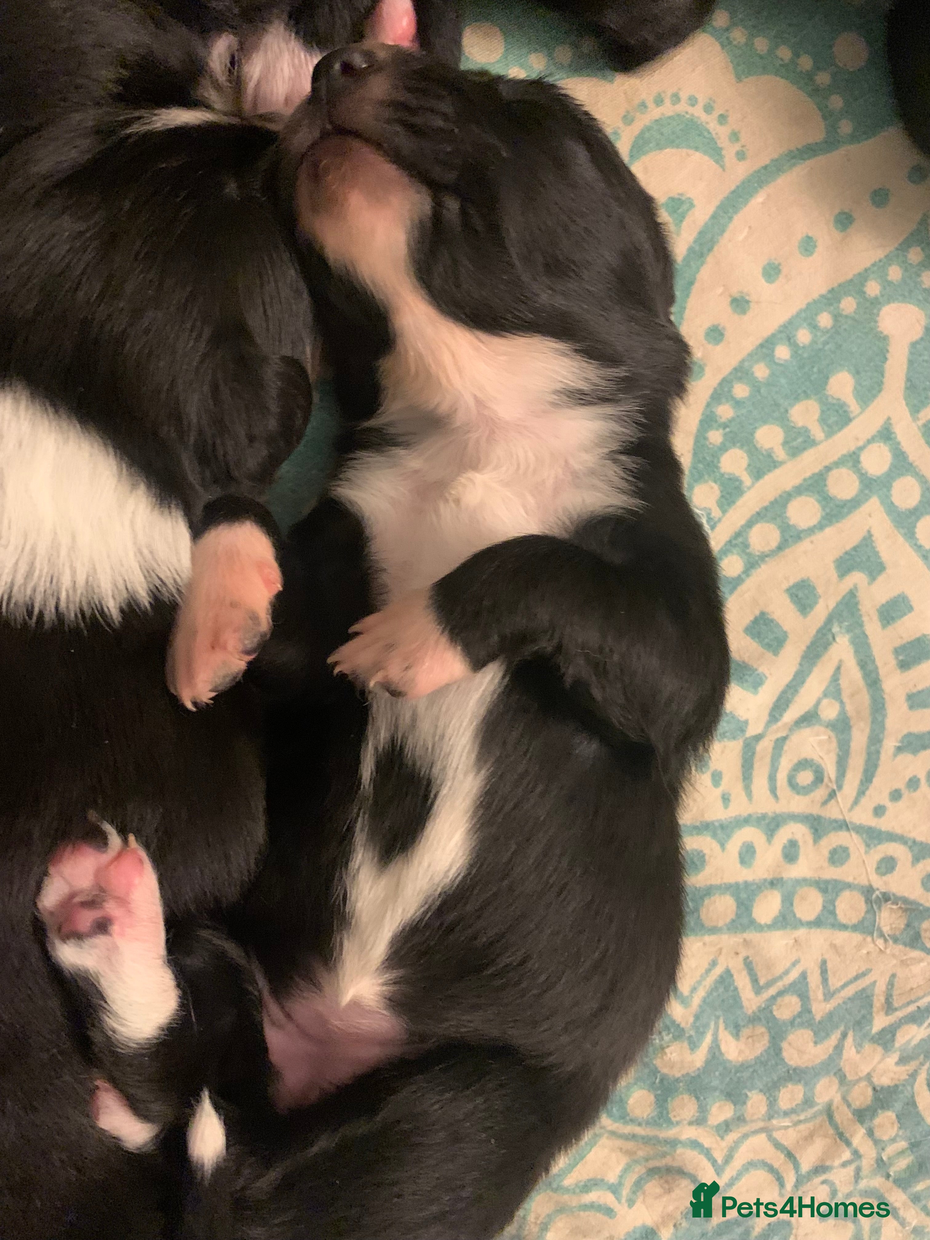 Border Collie dogs Pure Border Collie pups  - Advert 11