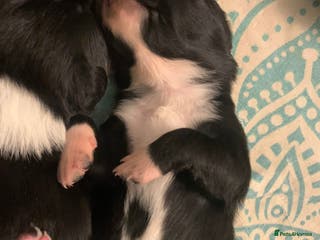 Border Collie dogs Pure Border Collie pups - Advert 19