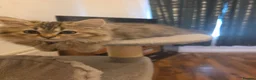 Persian cats for sale: Beautiful dollface persian chinchilla kittens  - Advert 27