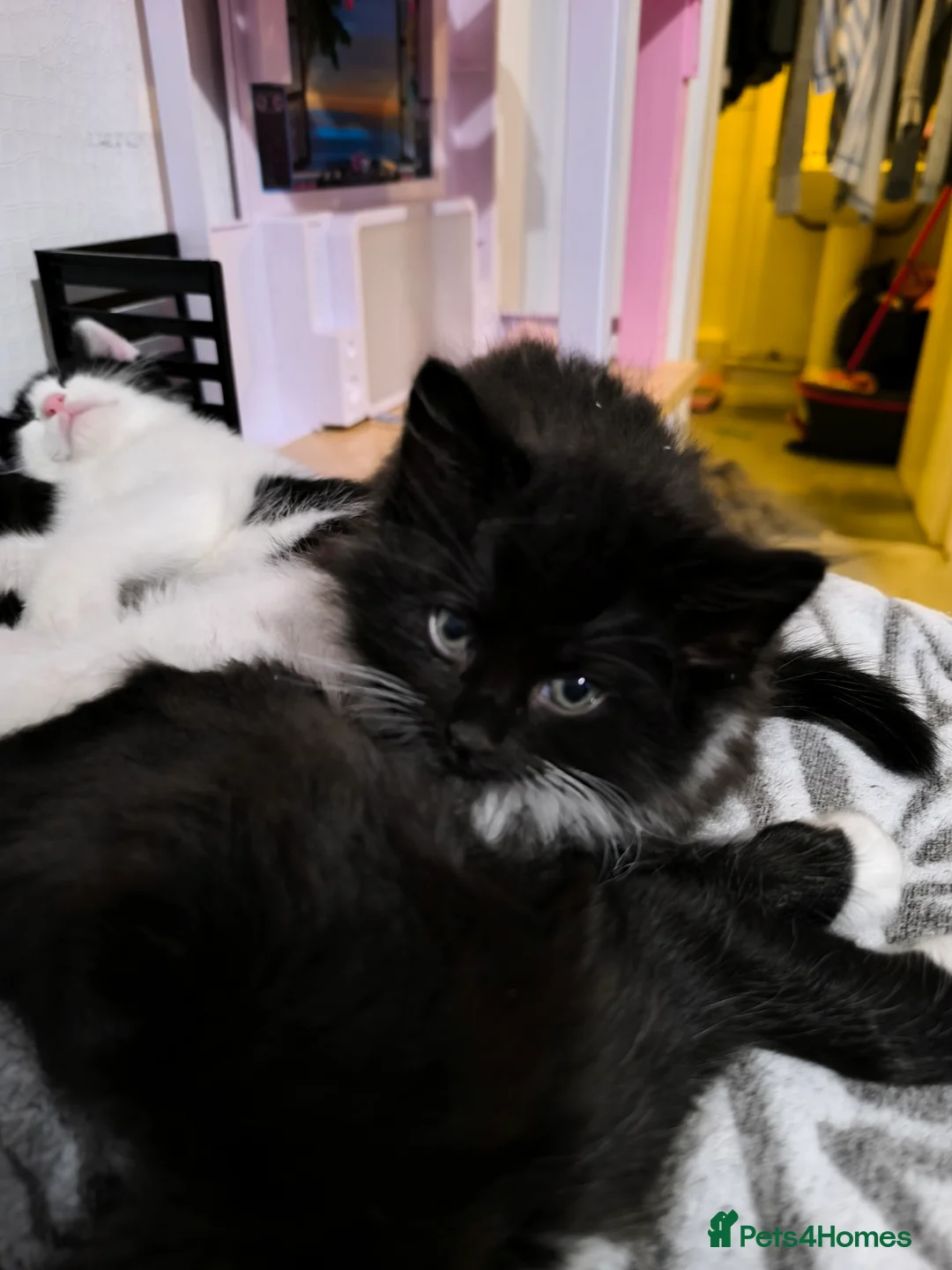 Mixed Breed cats for sale: Long and short hair kittens available now  - Advert 9