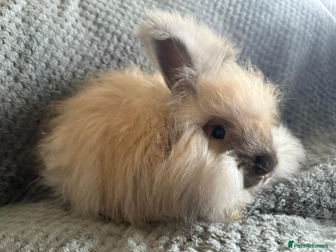 Angora rabbits for sale: Full Faced English Angoras - Advert 2