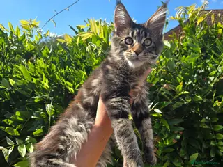 Maine Coon cats Stunning Pedigree Maine Coon kittens - Advert 5