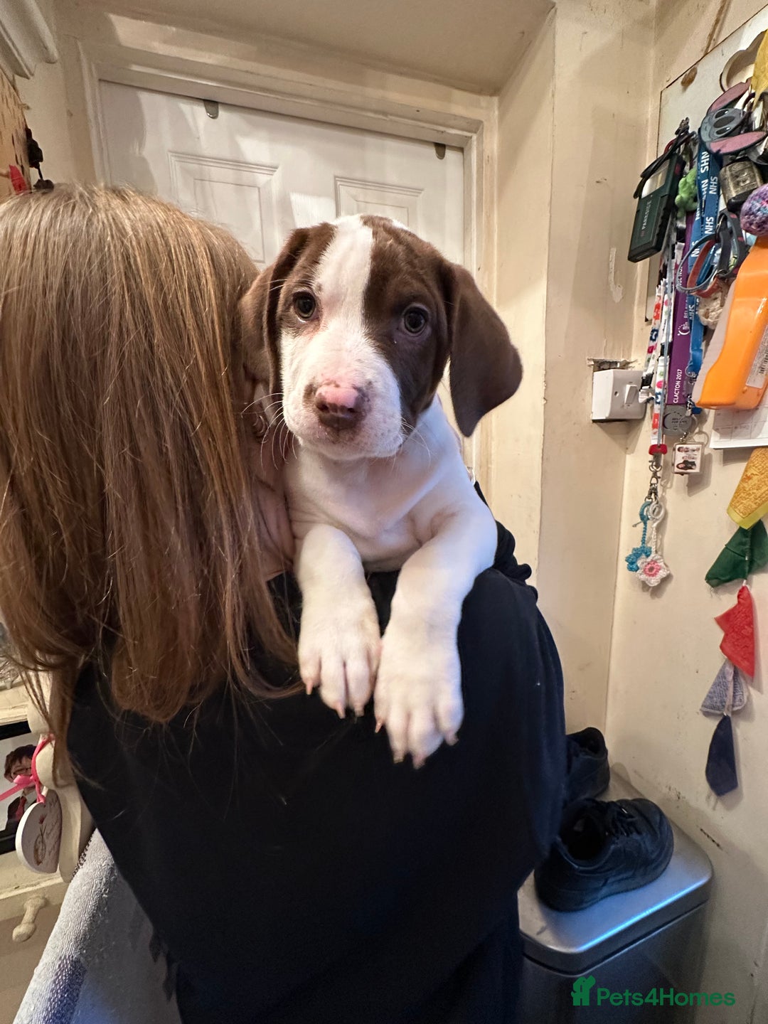 Mixed Breed dogs for sale: Surprise Litter - 5 puppies 2 girls 3 boys - Advert 6