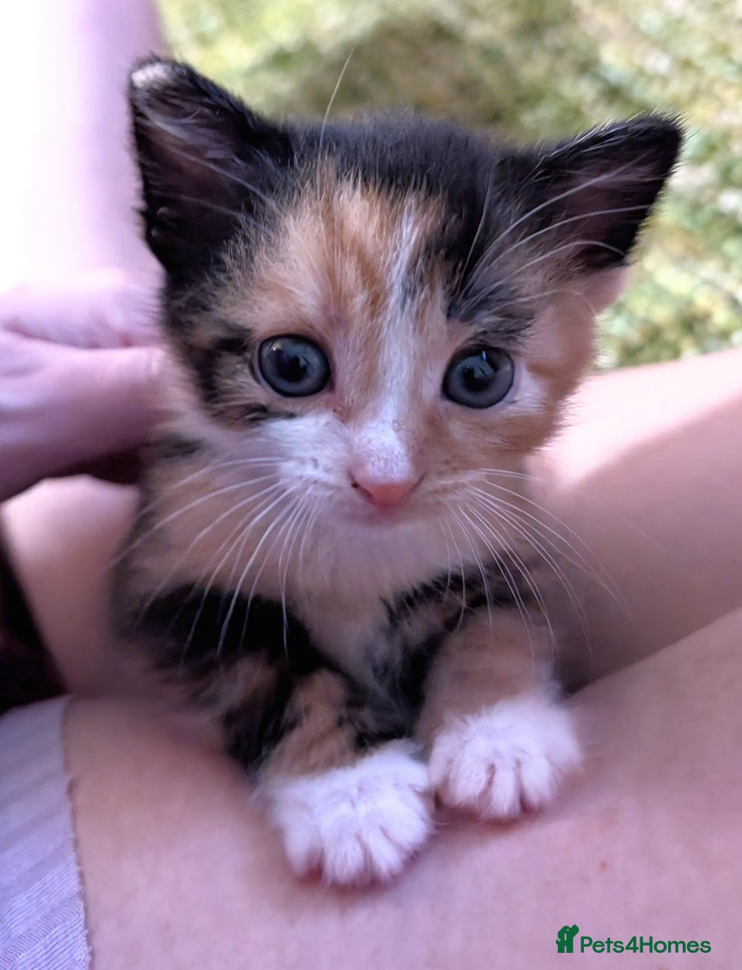 Mixed Breed cats for sale: Stunning kittens looking for loving forever homes - Advert 3