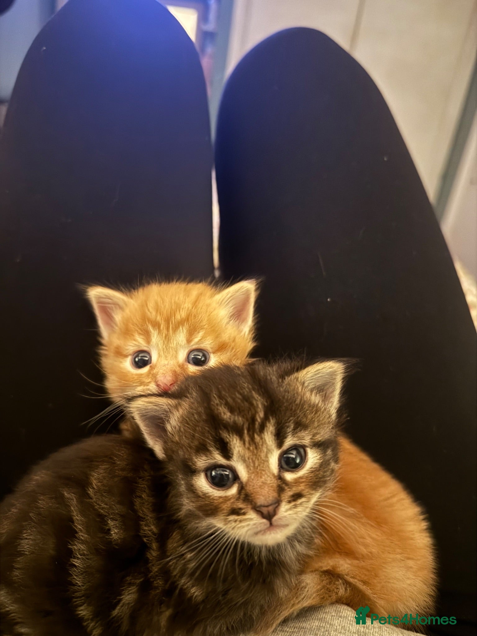 Mixed Breed cats Dark kitten  - Advert 1