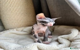 Sphynx cats for sale: Don Sphynx Kittens - Image 22