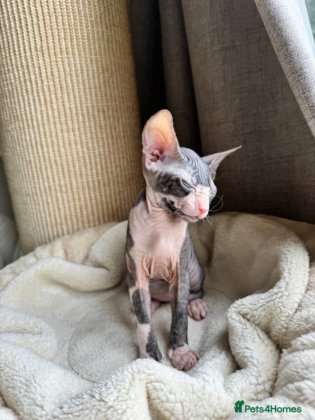 Sphynx cats for sale: Don Sphynx Kittens - Image 22