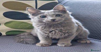 Nebelung cats - Advert 1