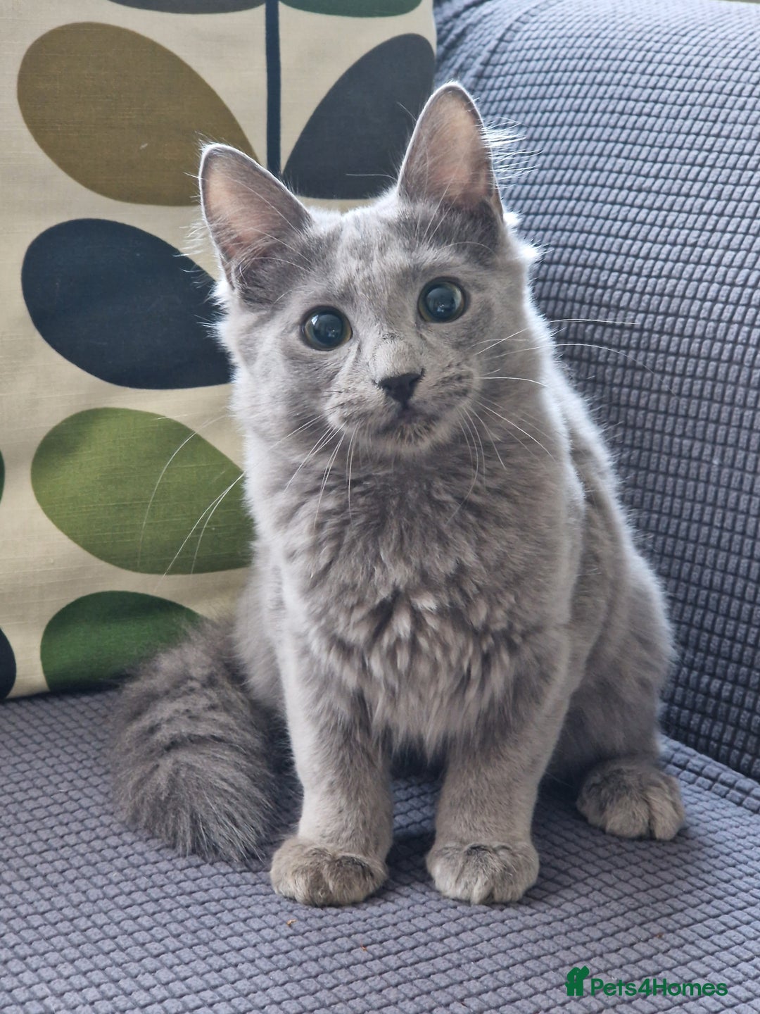 Nebelung cats for sale: Pedigree Nebelung boy kitten  - Image 3